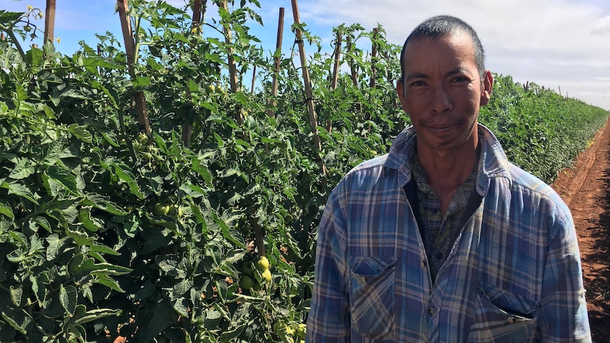 Carnarvon farmer Duc Nguyen standing next to a tomato crop