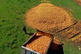 An aerial shot of a giant pile of oranges on the ground.