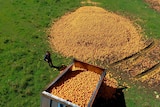 An aerial shot of a giant pile of oranges on the ground.