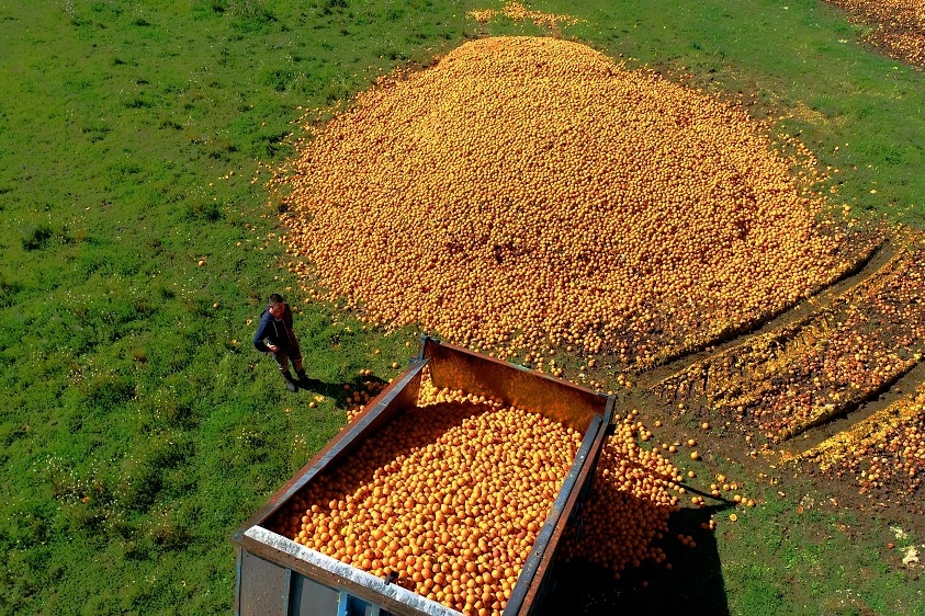 Aerial shot of oranges on the ground