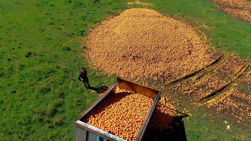 An aerial shot of a giant pile of oranges on the ground.