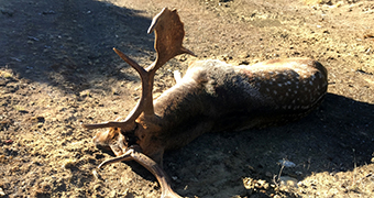 A buck killed in the course of the morning's hunt.