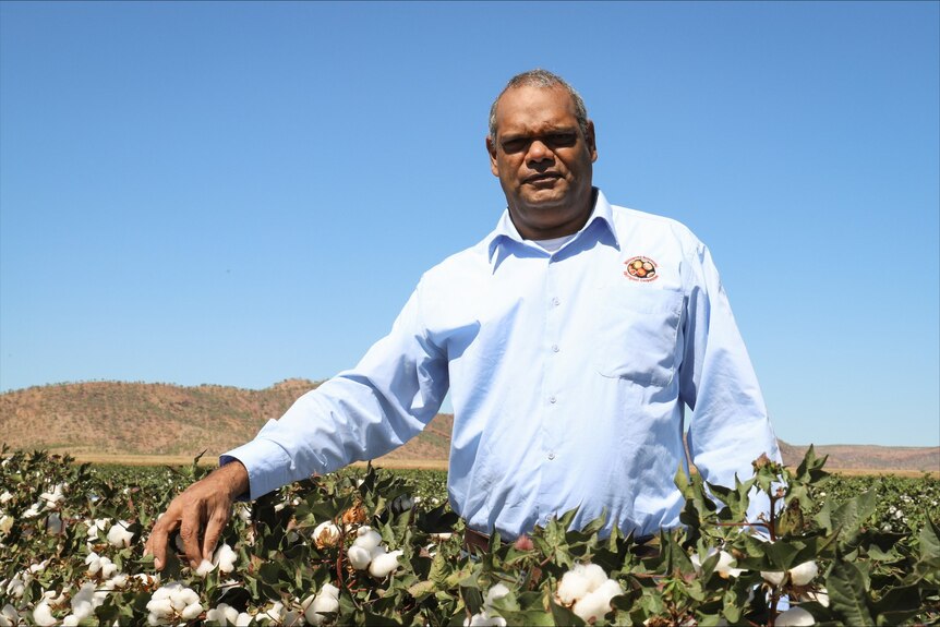 A man with a long-sleeved shirt stands next to a cotton crop.
