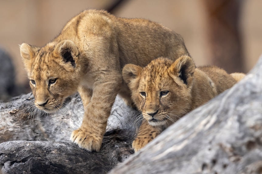 Two lion cubs on a log stalking their sister who is out of sight.