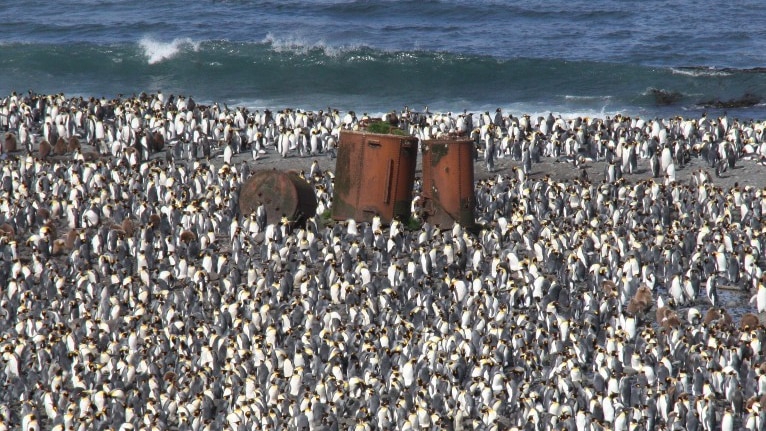 Rusty old drums sit on a beach surrounded by penguins