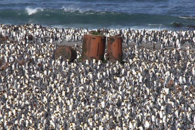 Rusty old drums sit on a beach surrounded by penguins