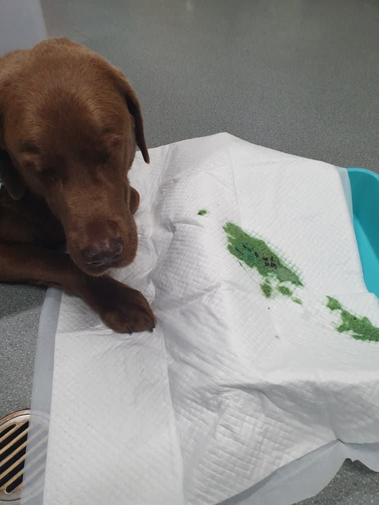 Pet owners warned to be vigilant about poisonous fungi that is