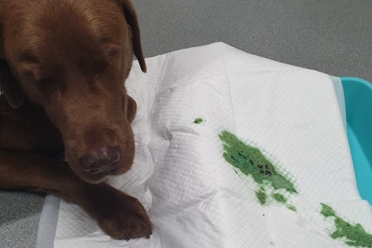 Brown medium-sized dog looks weary with neon green vomit below him