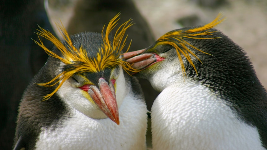 A royal penguin with large yellow eyebrows preens its mate.