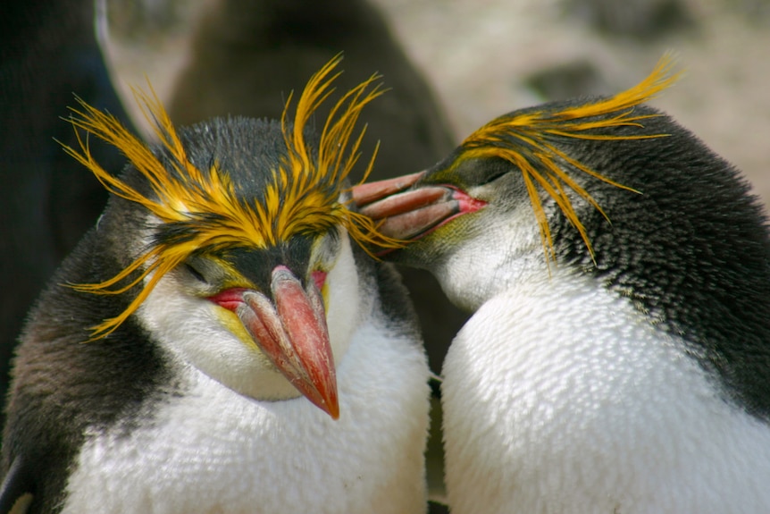 A royal penguin with large yellow eyebrows preens its mate.