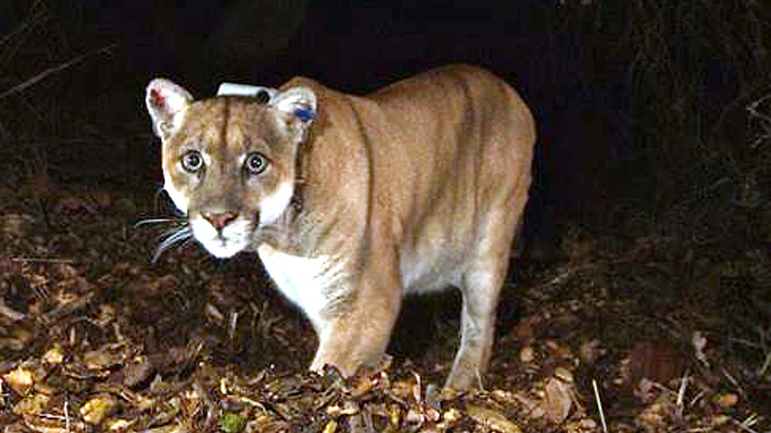 A mountain lion is seen walking in undergrowth at night.