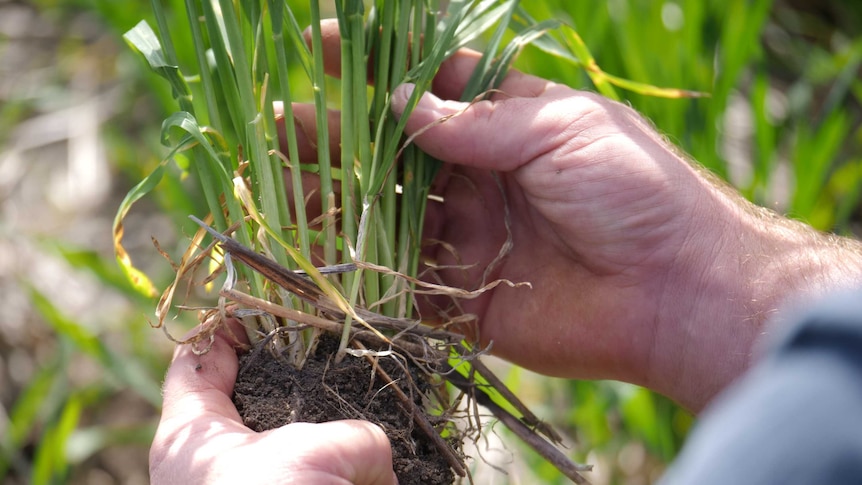 A regenerative farmer in WA is holding soil in a paddock.