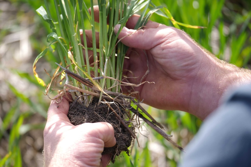 A plant in a man's hands