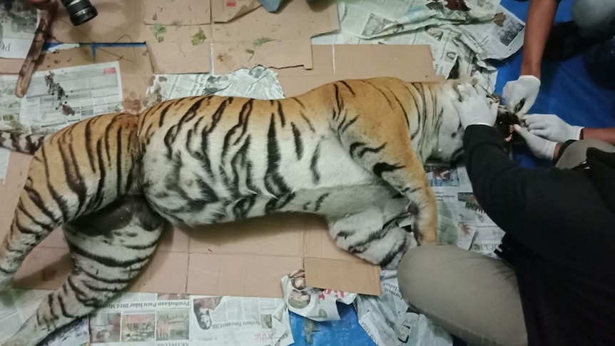 Two scientist with gloved hands inspect the head of a dead tiger laid across cardboard and newspaper