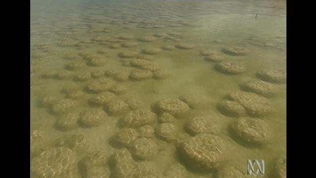 Coral sits just below sea surface