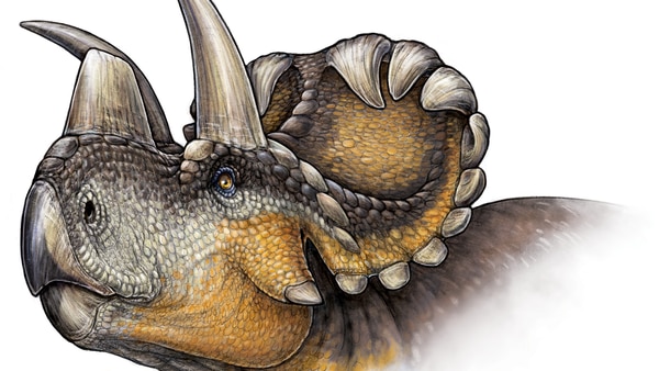 Wendiceratops pinhornensis had head ornaments unlike any other dinosaur known.