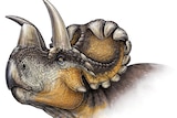 Wendiceratops pinhornensis had head ornaments unlike any other dinosaur known.