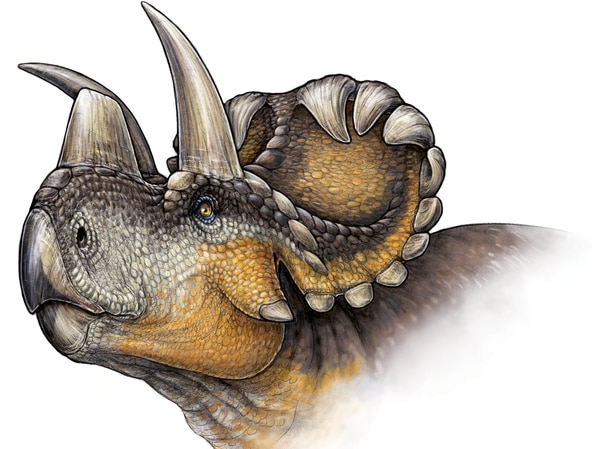 Wendiceratops pinhornensis had head ornaments unlike any other dinosaur known.