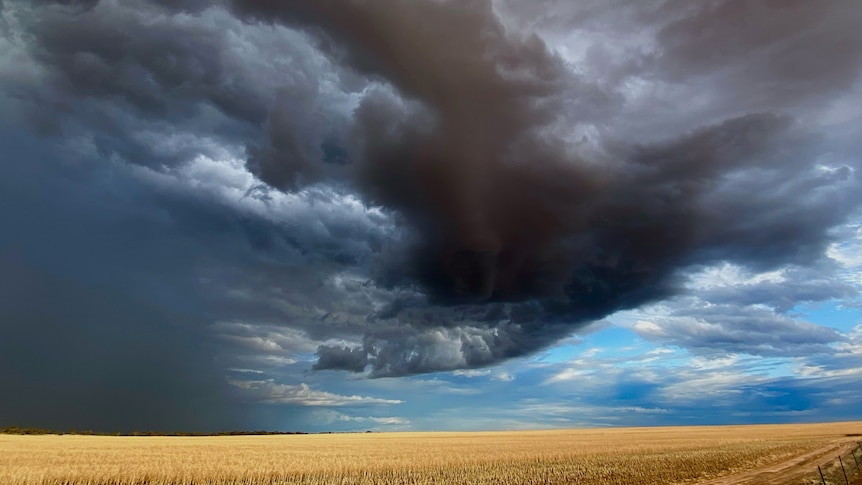 Dark rain clouds gather over a golden field