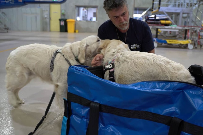 A man inside a hanger with one dog inside a big rectangular canvas bag and another outside it.