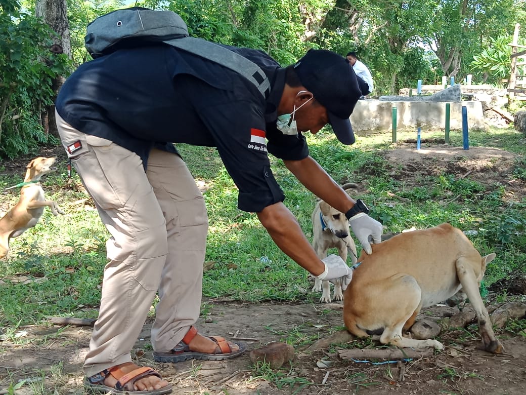 Cegah Terpapar KLB Rabies, Lombok Perketat Pengawasan Perbatasan - ABC News