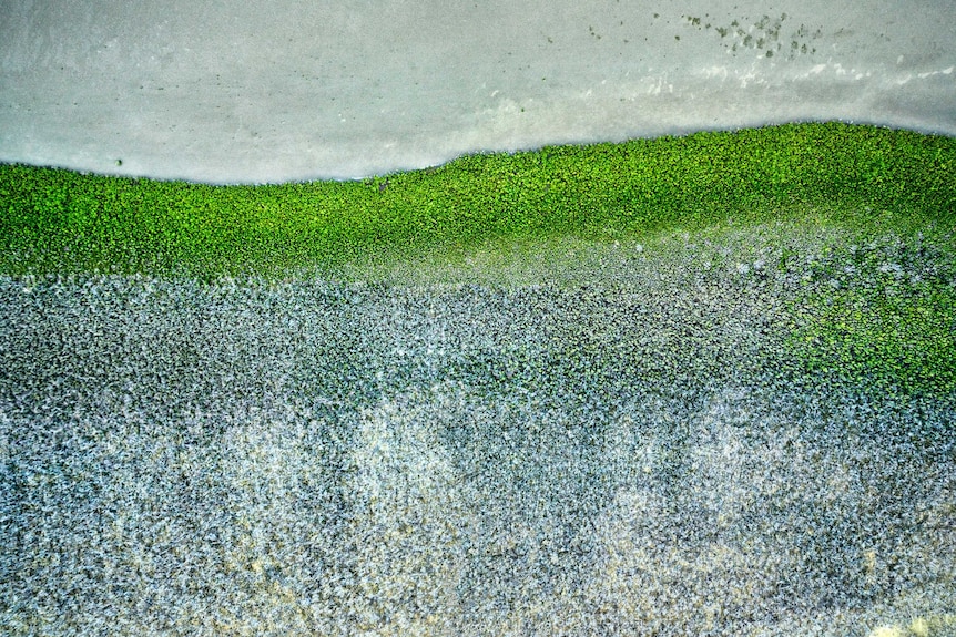 Artist Paul Arnold's depiction of mangrove dieback along the Limmen Bight marine park coastline, 2019.