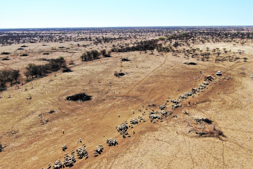 A drone photo of the dry outback Queensland landscape with sheep and cattle feeding