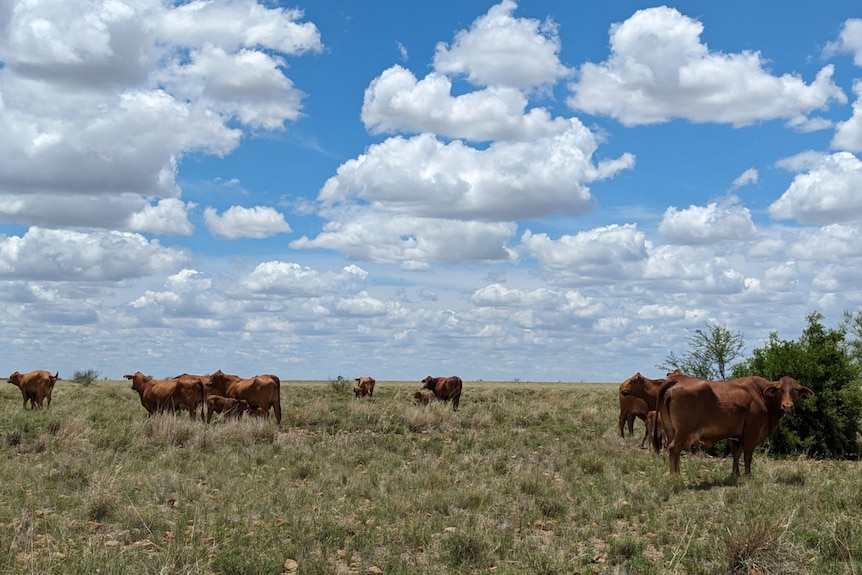 Cattle stand in a paddock with a blue cloudy sky behind them