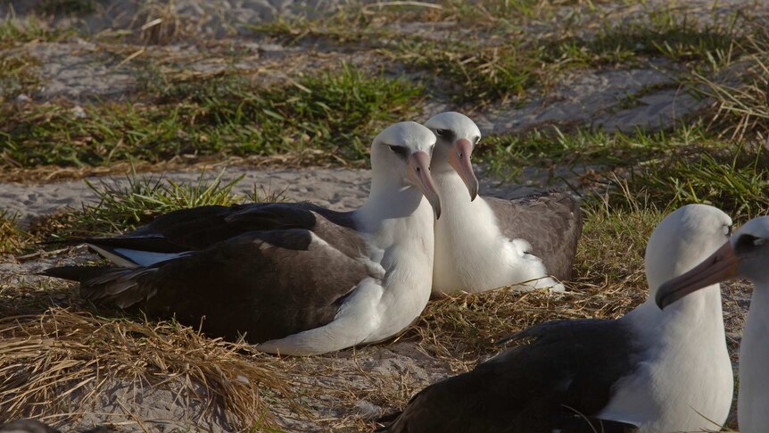Two white sea birds nestling closely together in a tender fashion.