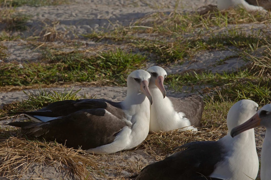 Two white sea birds nestling closely together in a tender fashion.