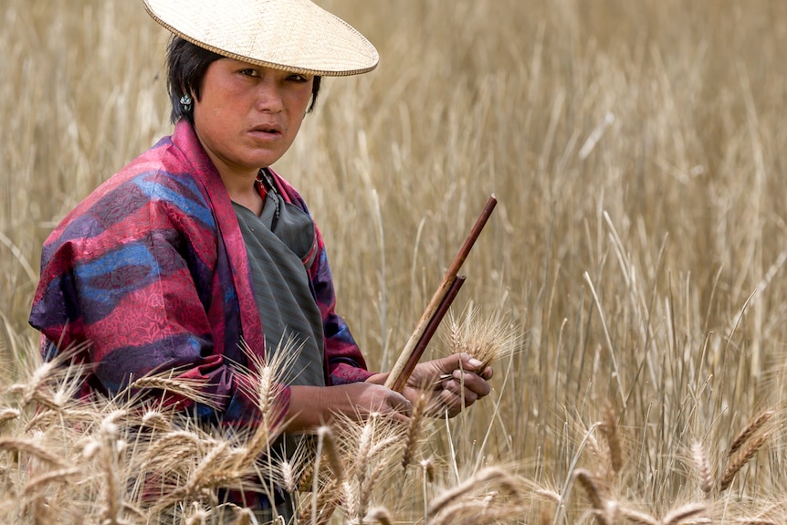 A Bhutanese woman among a field of wheat, harvesting.