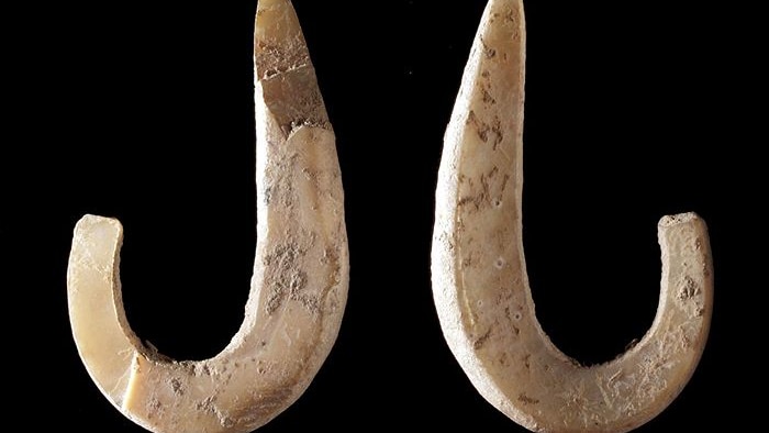 Fishing hooks made from shell found in a cave in East Timor.