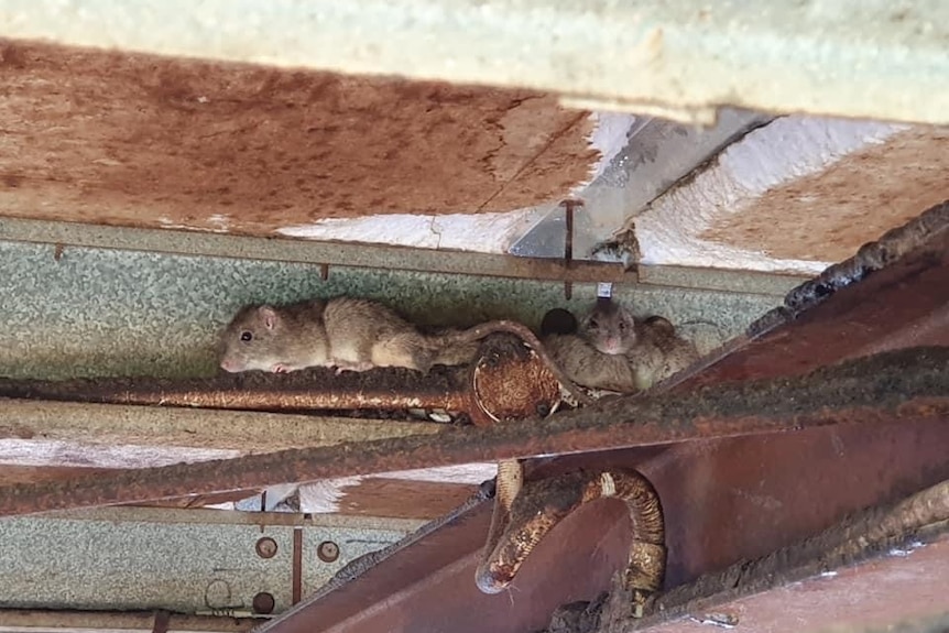 A group of rats sitting under a roof