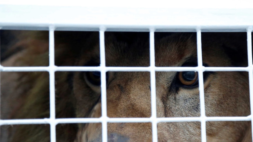 A former circus lion looks from inside his cage while preparing for transportation to a private sanctuary in South Africa.