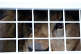 A former circus lion looks from inside his cage while preparing for transportation to a private sanctuary in South Africa.