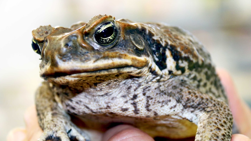 A cane toad on the palm of a man's hand.