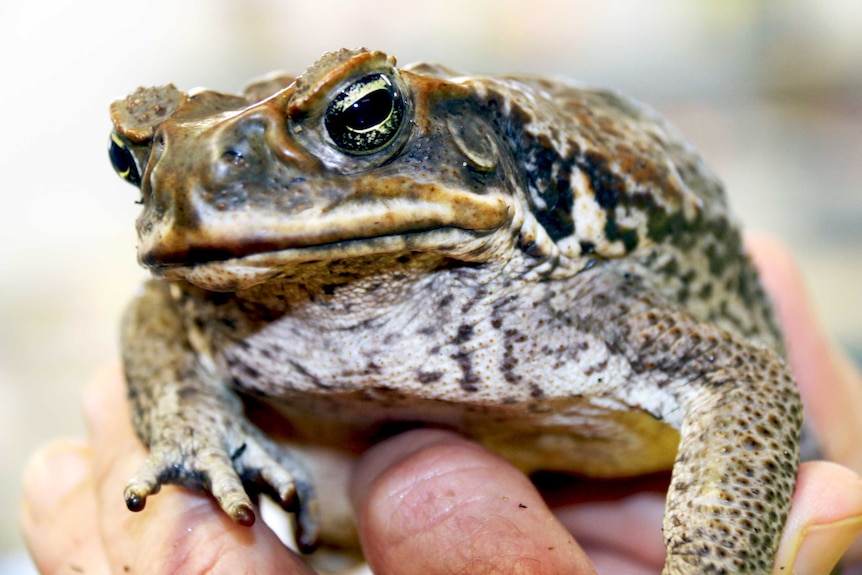 A cane toad on the palm of a man's hand.