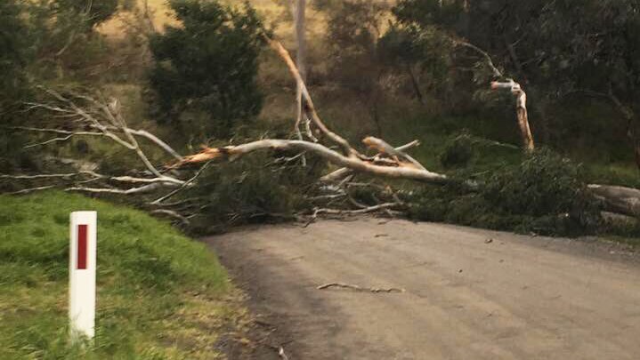 A tree down over the road in Upper Ferntree Gully, Victoria.