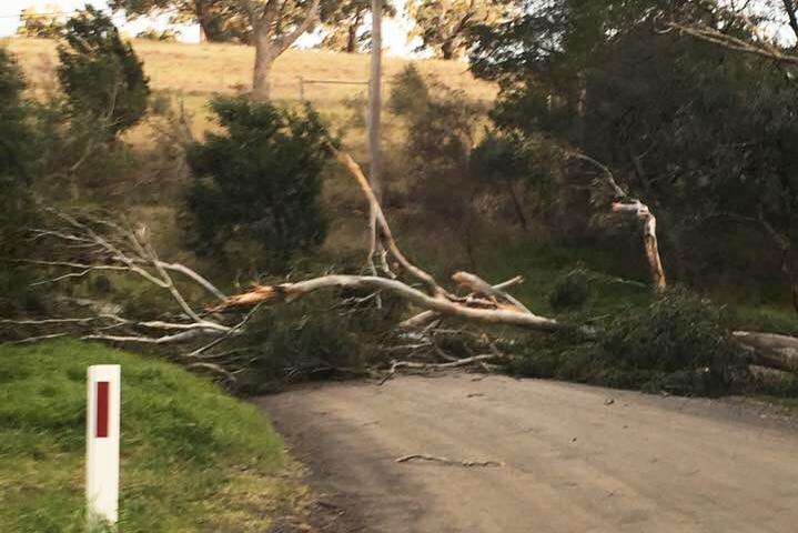 A tree down over the road in Upper Ferntree Gully, Victoria.