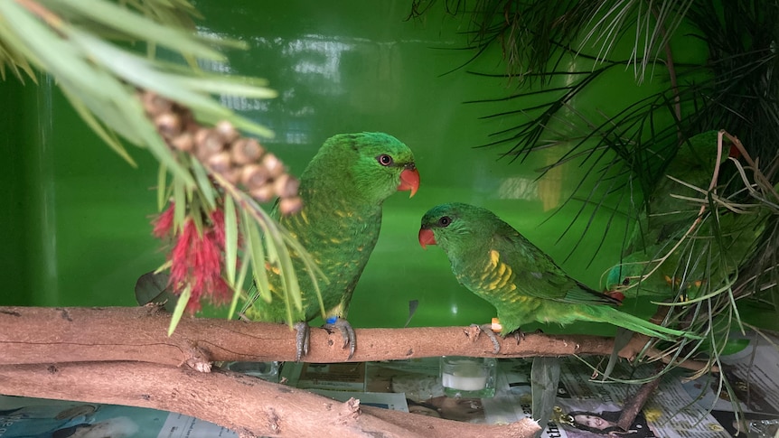 Two green lorikeets perch on a gum tree branch in a makeshift plastic box enclosure.