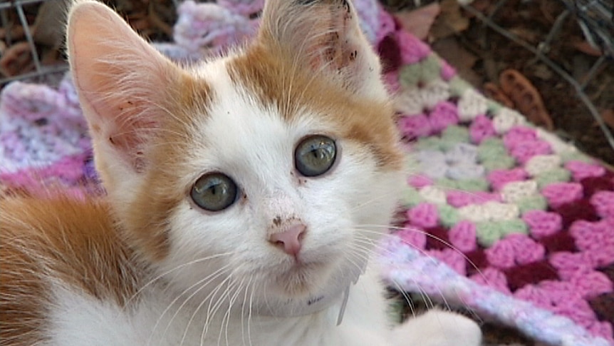 More than 780 kittens were adopted out in 2012.