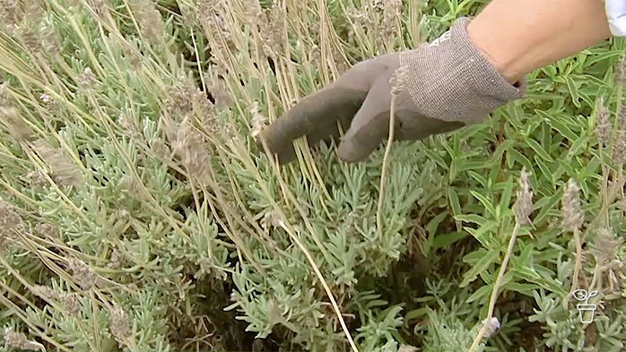 Gloved hand holding back lavender flower stems on bush