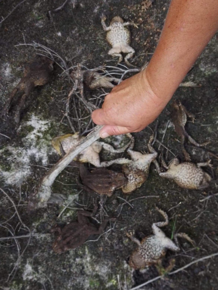 Dead cane toads lay on the ground.