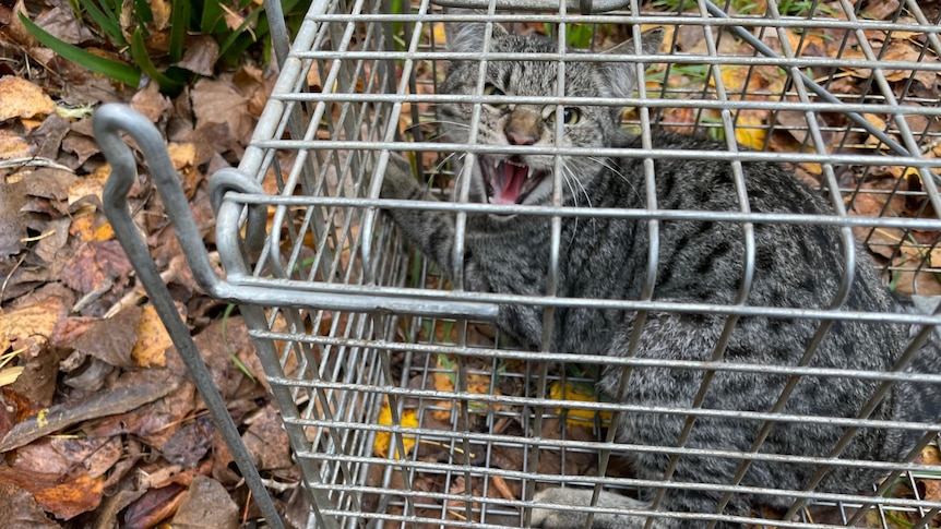 A cat hissing towards the camera, while trapped in a cage.