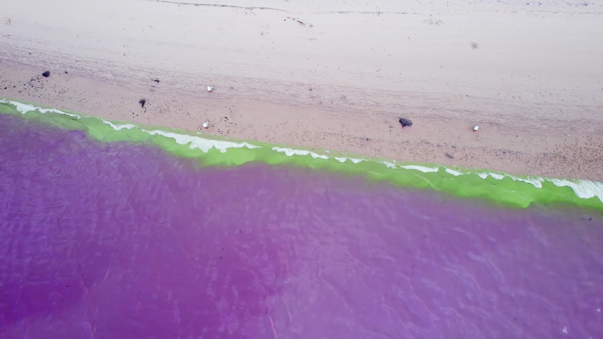 Aerial photo of the beach showing bright pink ocean water washing up on shore