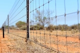 A ringlock fence in the outback