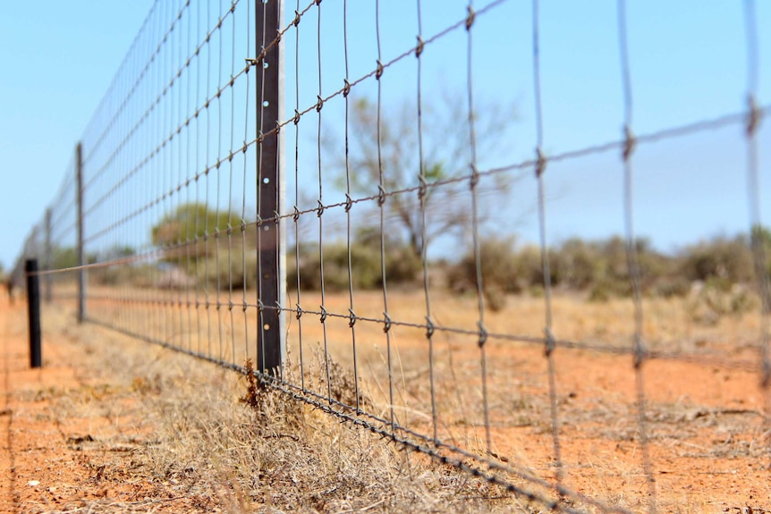 A ringlock fence in the outback