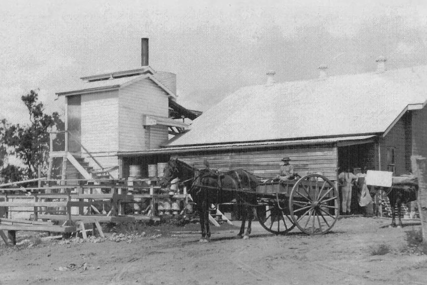 A horse and cart stand outside a butter factory in Maclagan in 1910