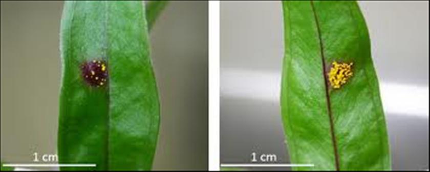 Myrtle Rust won't be eradicated, efforts switch to control - ABC News