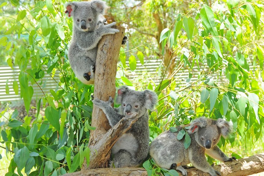 Three koalas in a tree.